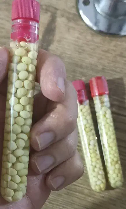 حلزون و تخم حلزون|خزنده|کرج, برغان|دیوار