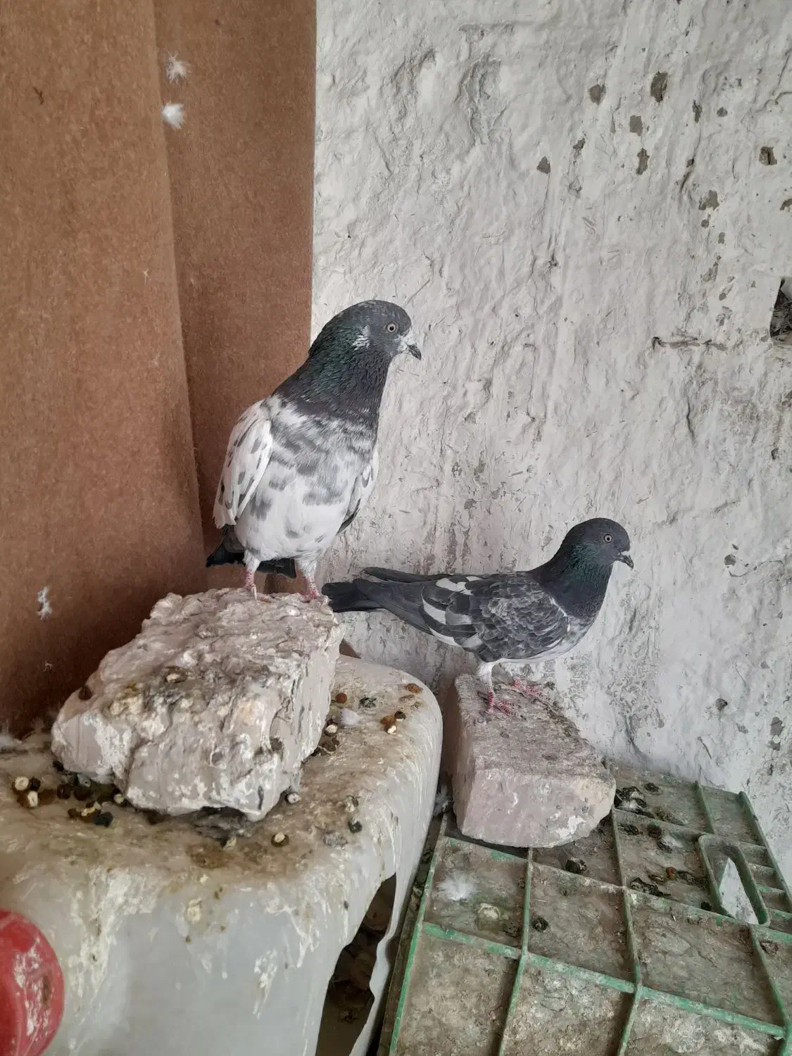 پاکستانی|پرنده|کرباسک, |دیوار