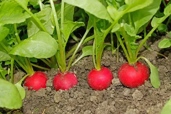 گل کلم زیر قیمت مشهد|خوردنی و آشامیدنی|مشهد, امیر آباد|دیوار