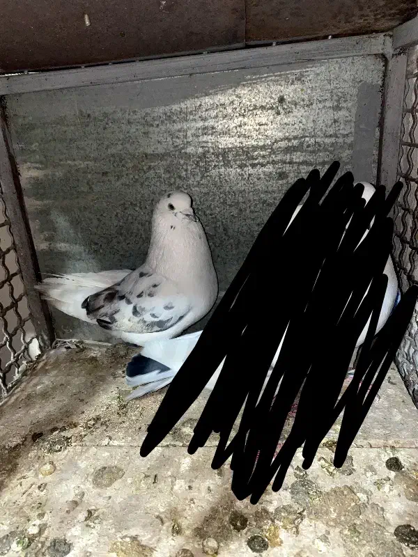 کبوتر|پرنده|بسطام, |دیوار