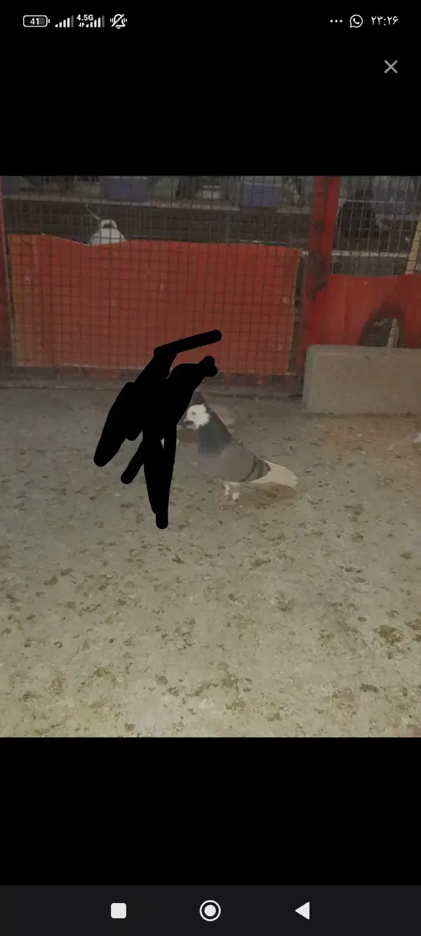 کبوتر گمشده...|پرنده|سیلوانه, |دیوار