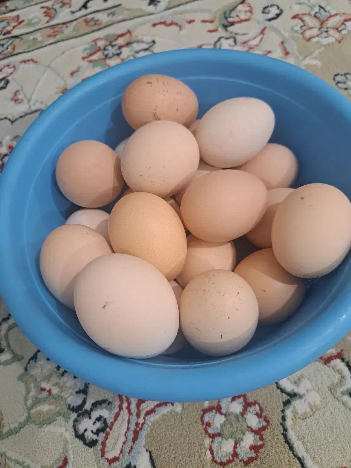 تخم مرغ محلی|خوردنی و آشامیدنی|کرمانشاه, |دیوار