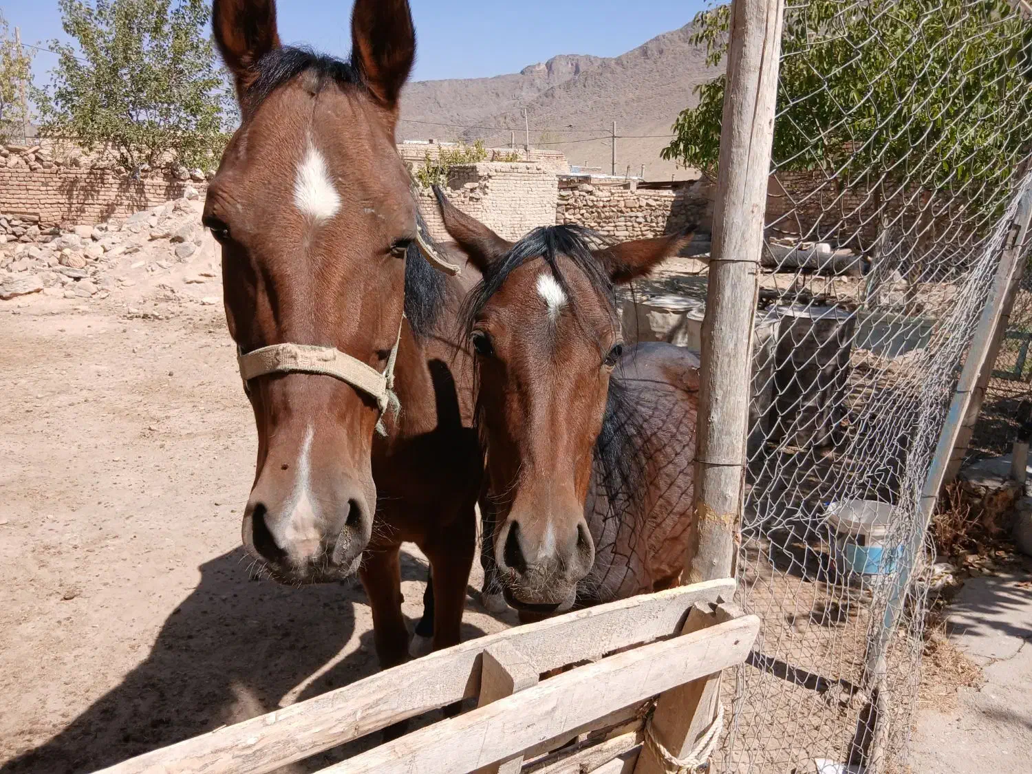 اسب|اسب و تجهیزات اسبسواری|شازند, |دیوار