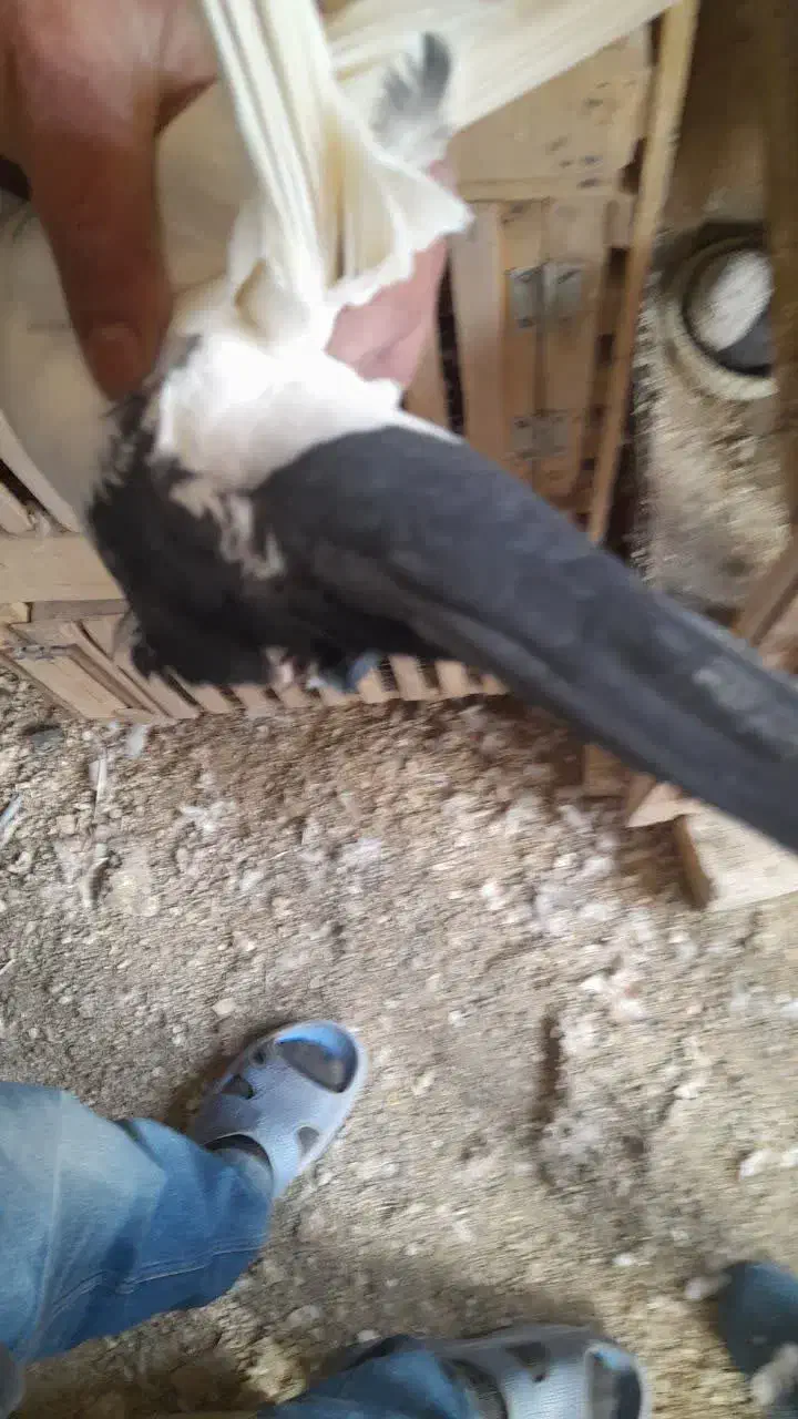 دم سیاه طوقی سرور|پرنده|قم, چهار مردان|دیوار