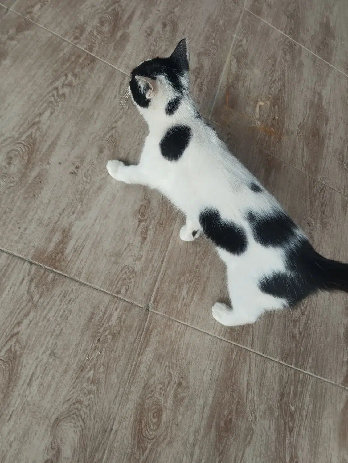 بچه گربه نر|گربه|آزادشهر, |دیوار