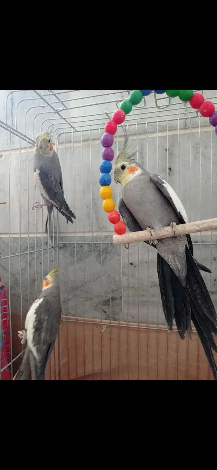 عروس هلندی مولدو لوتینو|پرنده|کرج, استاندارد|دیوار