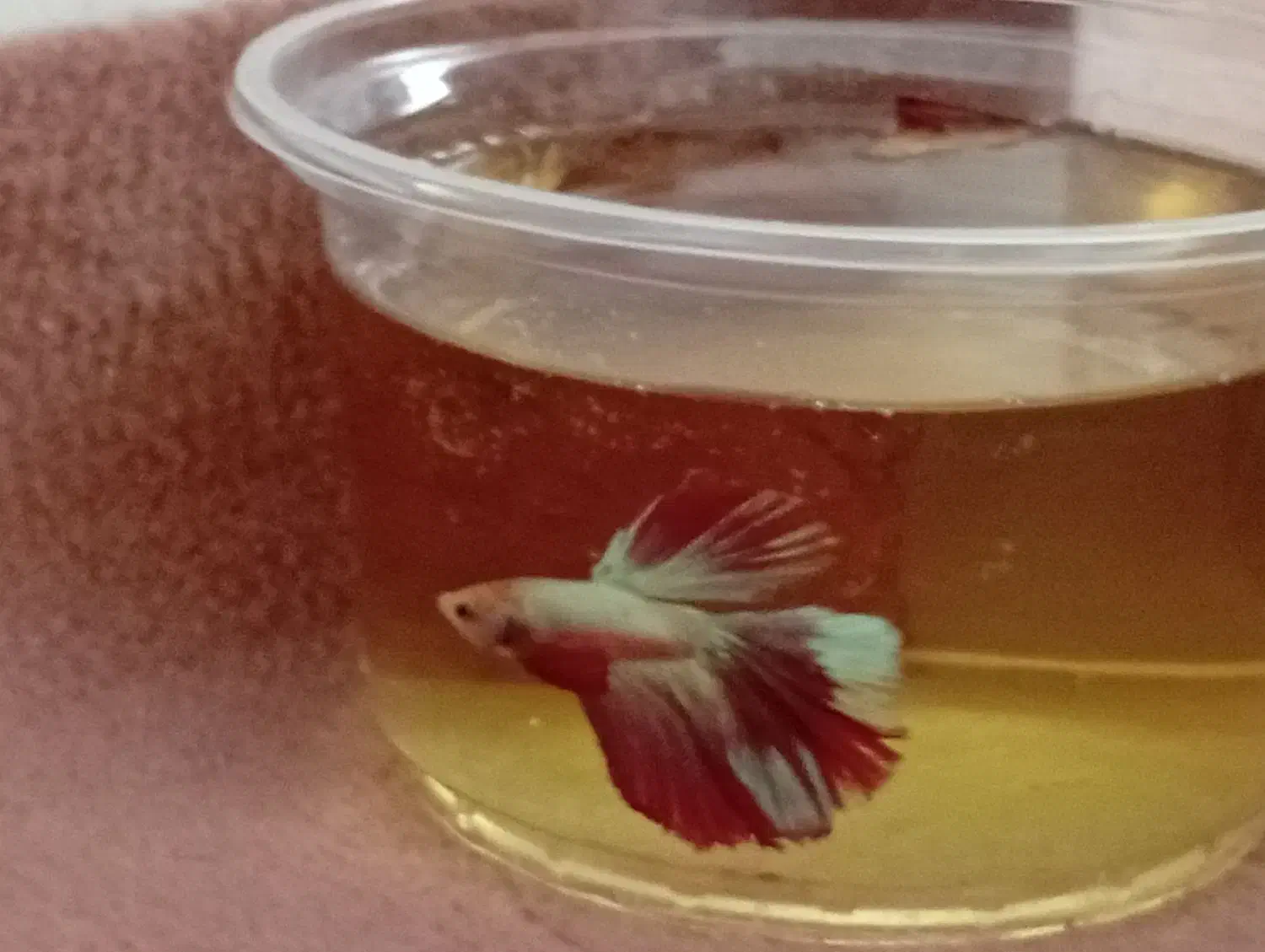 فروش فایتر|ماهی|نقده, |دیوار