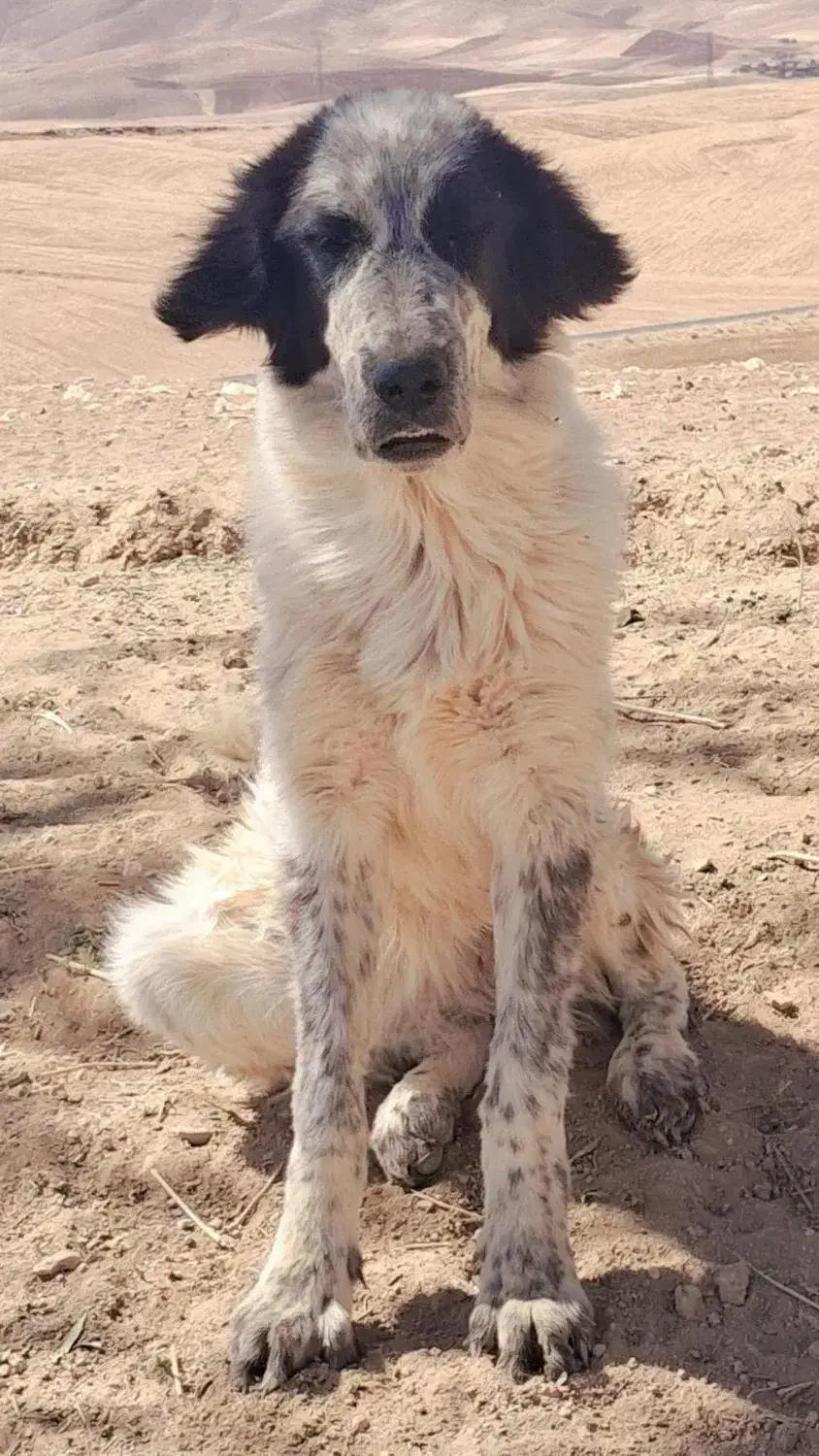 توله سگ ماده اصیل|سگ|چنارود, |دیوار