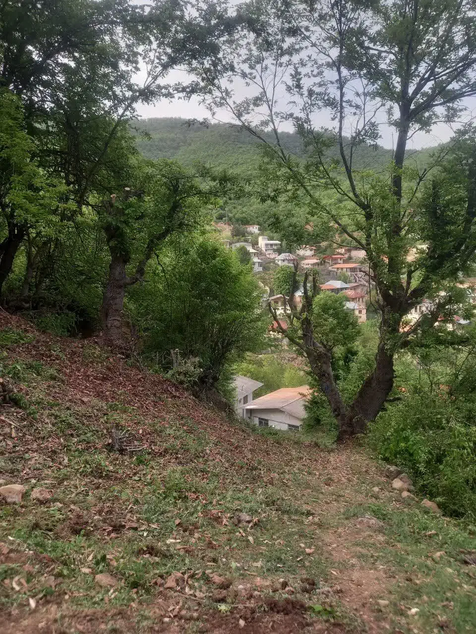 فروش فوری زمین در جماالدین کلا|فروش زمین و ملک کلنگی|کیاسر, |دیوار