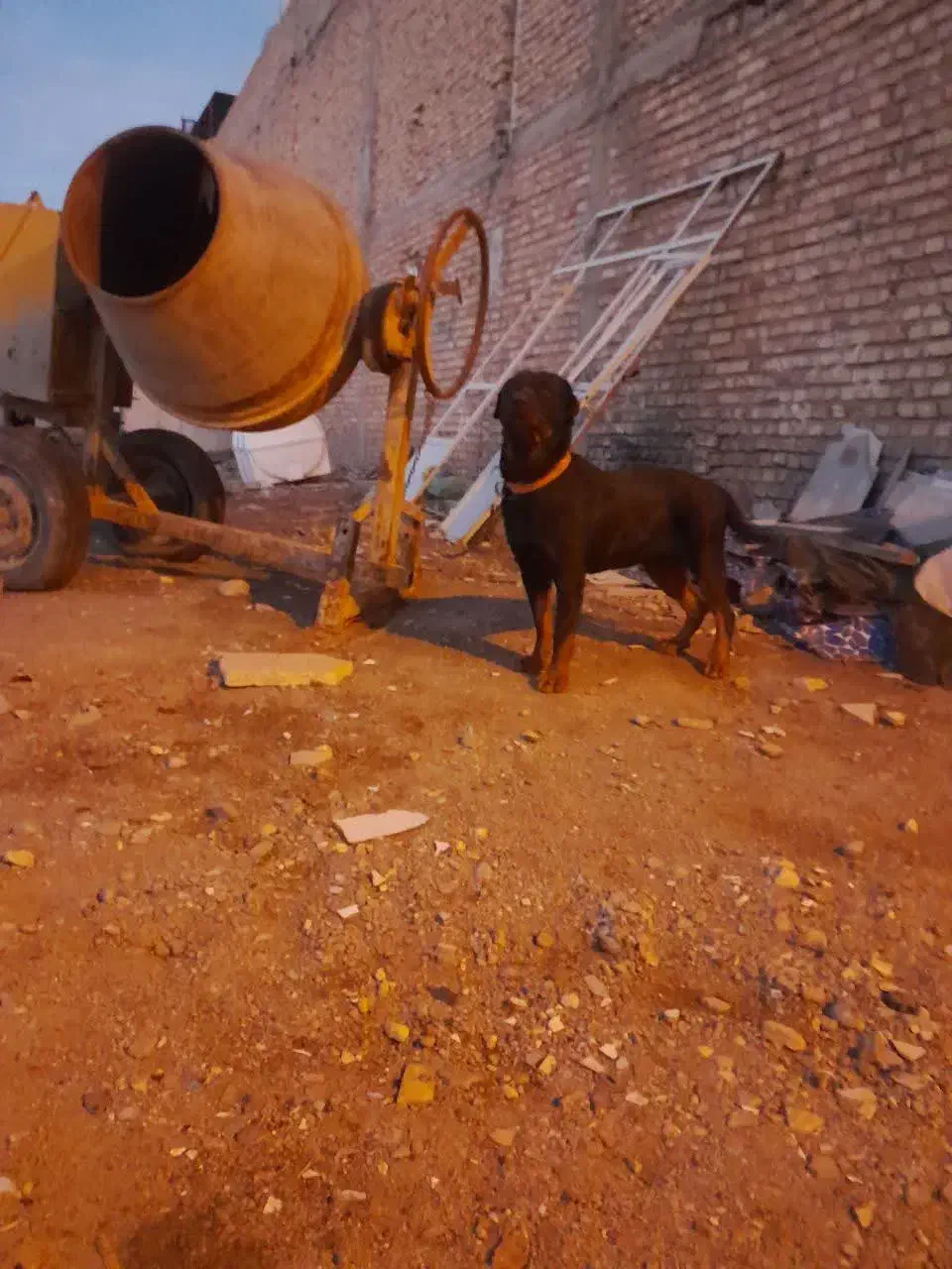 هستم|سگ|مهریز, |دیوار