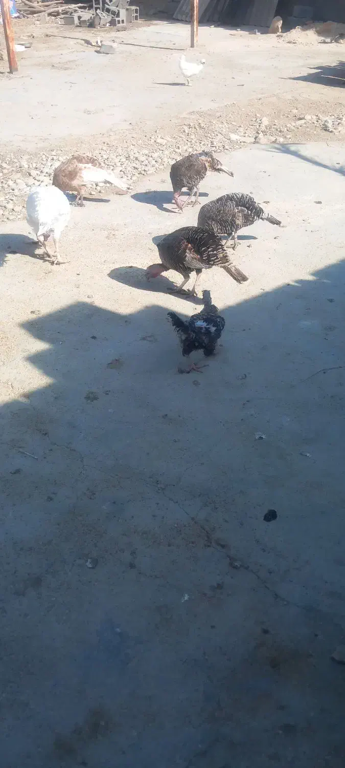 بوقلمون|حیوانات مزرعه|بهبهان, |دیوار