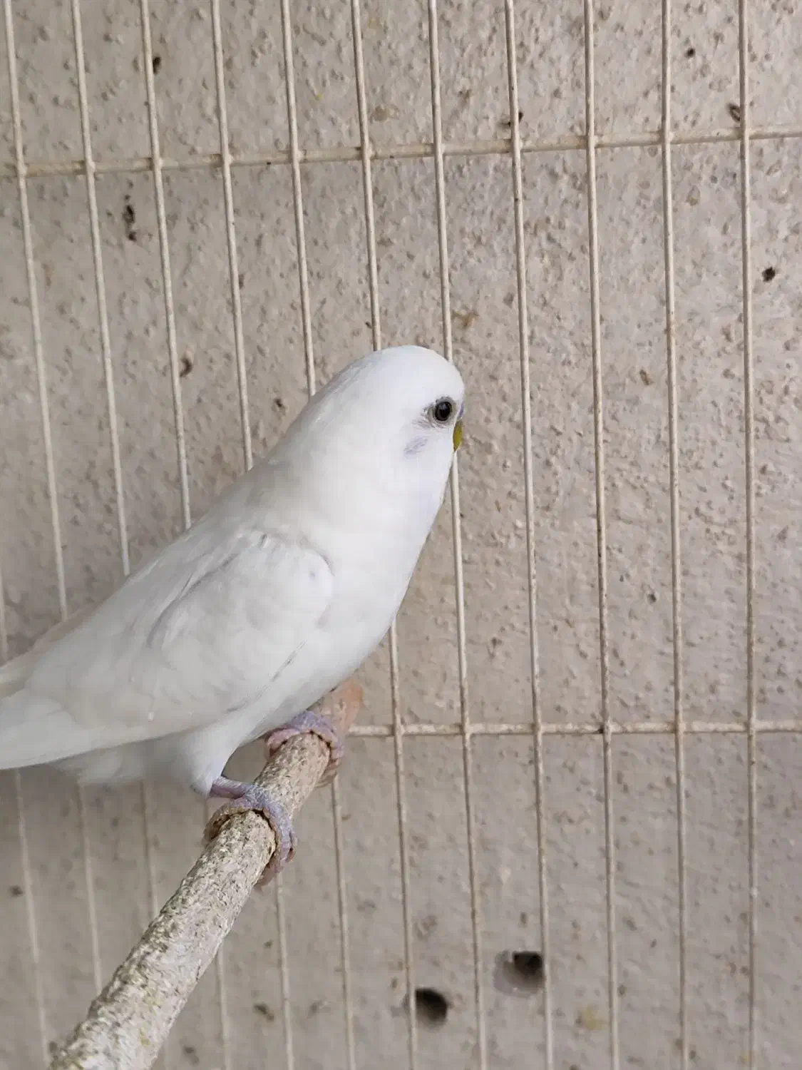 مرغ عشق رنگین کمانی|پرنده|مشهد, امیریه|دیوار