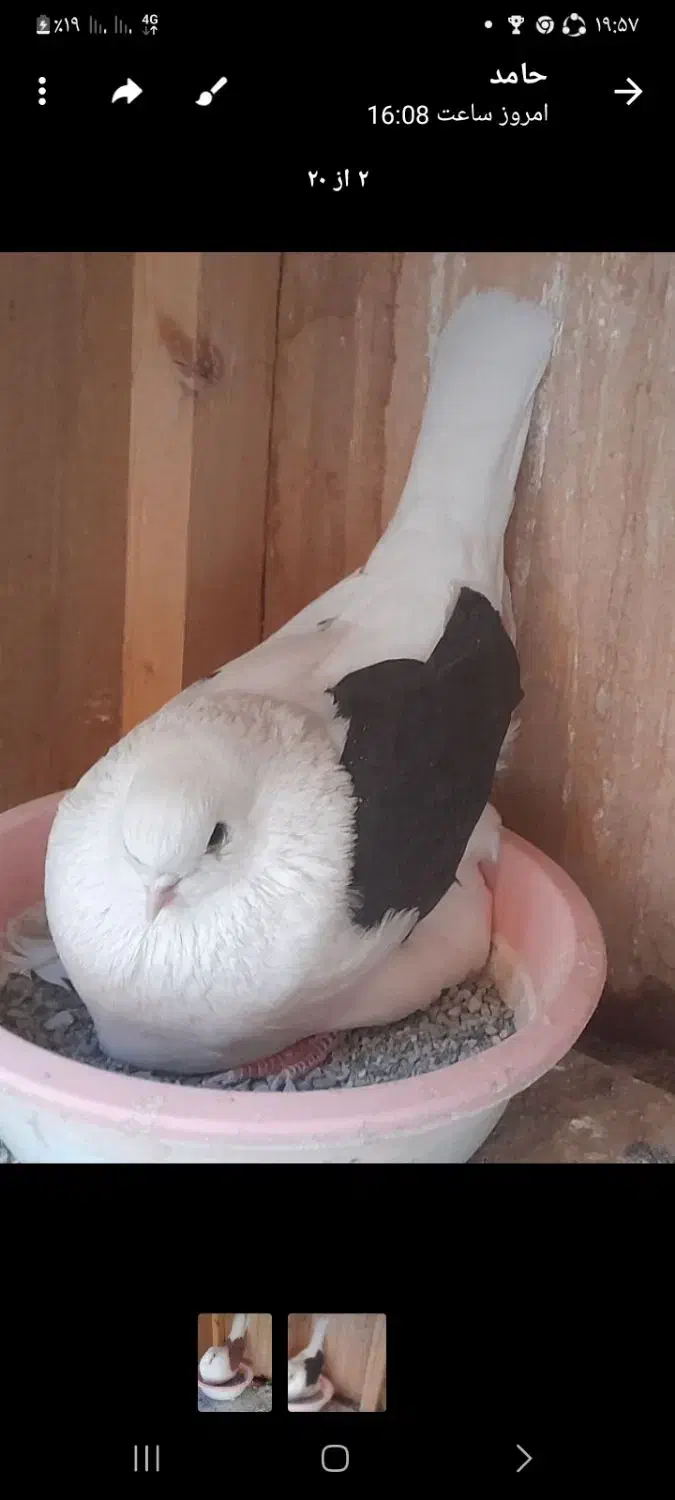 کبوتر|پرنده|مشکین‌دشت, |دیوار