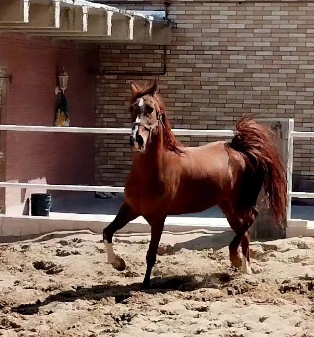 اسب|اسب و تجهیزات اسب‌سواری|نجف‌آباد, گلدشت|دیوار