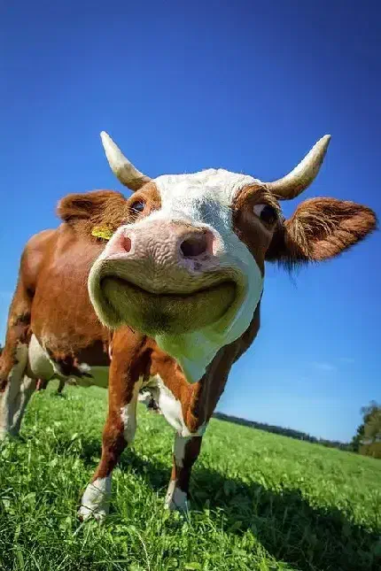 دامپزشک گاو و گوساله|خدمات پیشه و مهارت|اصفهان, احمدآباد|دیوار