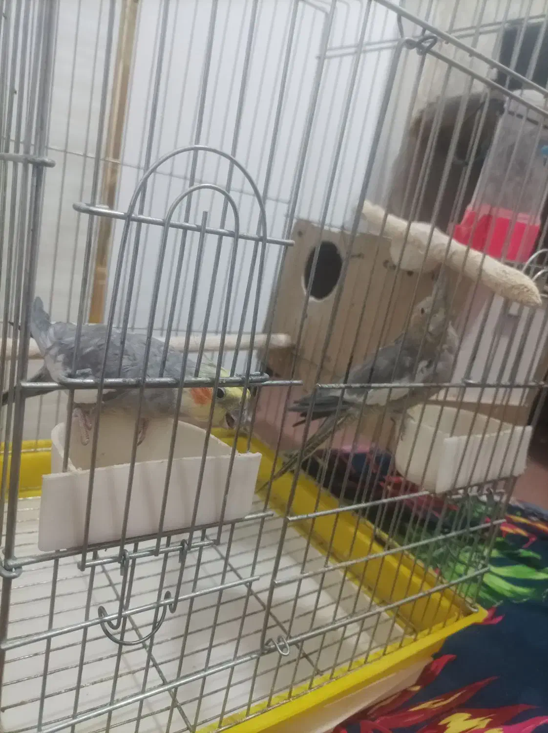 یک جفت عروس هلندی|پرنده|فولادشهر, مسکن مهر فولادشهر|دیوار