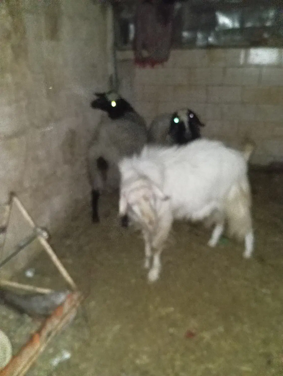 چپش|حیوانات مزرعه|یزد, |دیوار