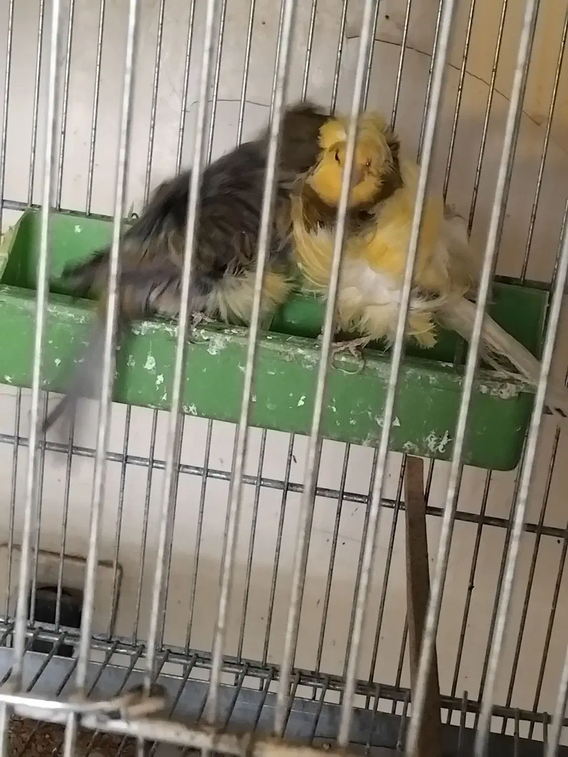 قناری|پرنده|معصومیه, |دیوار