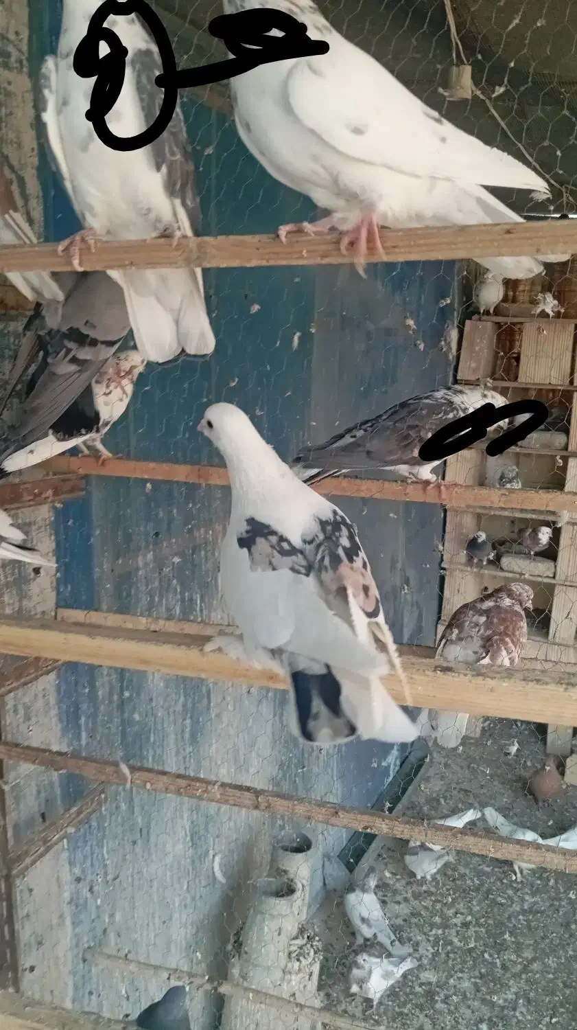 نر لک دوش،،سرور آتشی|پرنده|پیشوا, |دیوار