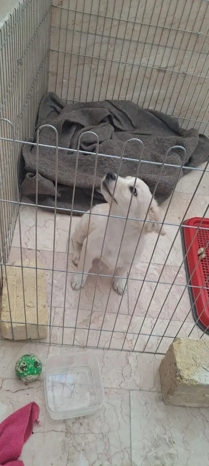 یک عدد سگ خوشگل نژاد پامر روباهی|سگ|یزد, |دیوار