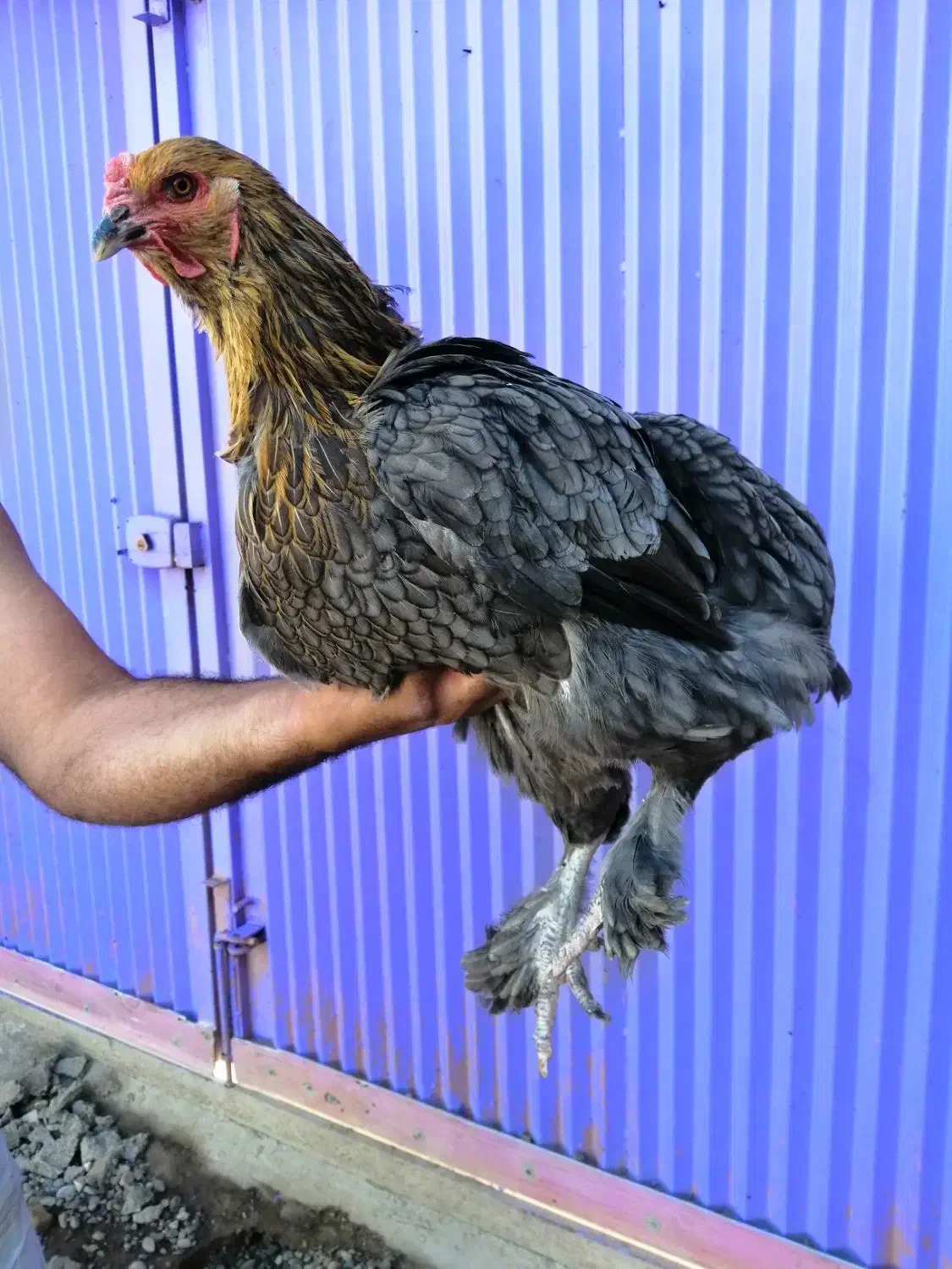 مرغ ونیمچه خروس وجوجه برهما|حیوانات مزرعه|قائم‌شهر, |دیوار