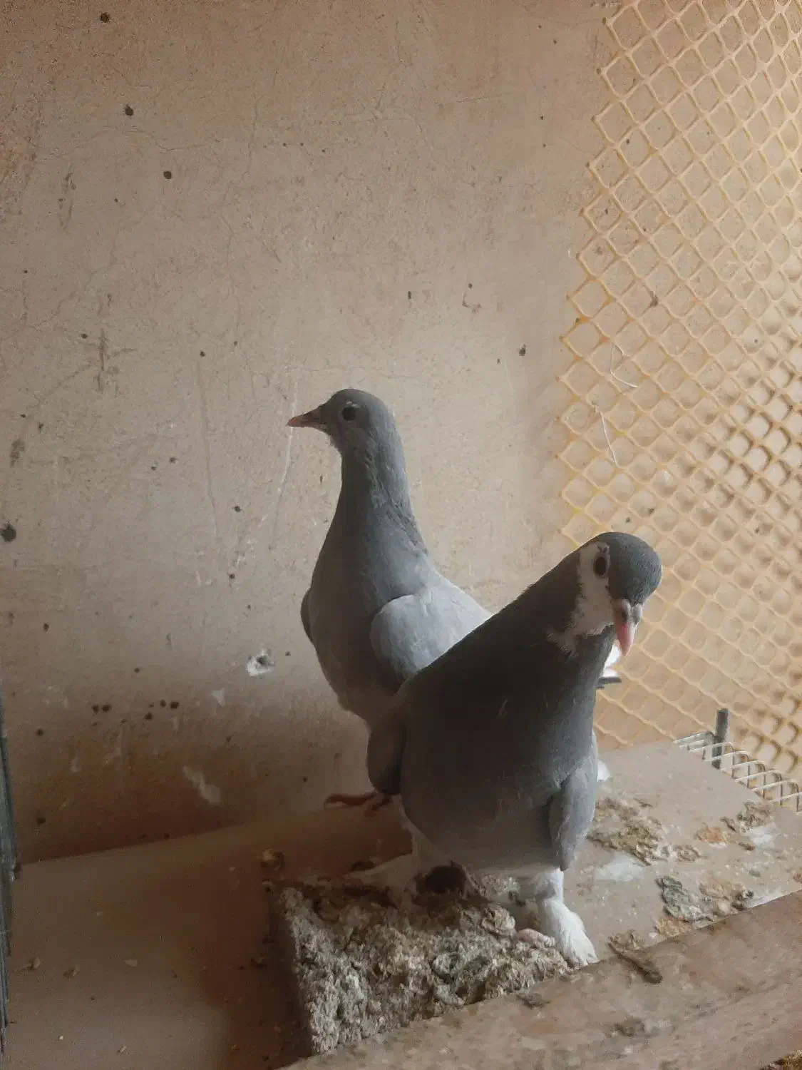 کبوتر جیر دمگیر|پرنده|برخوار, |دیوار