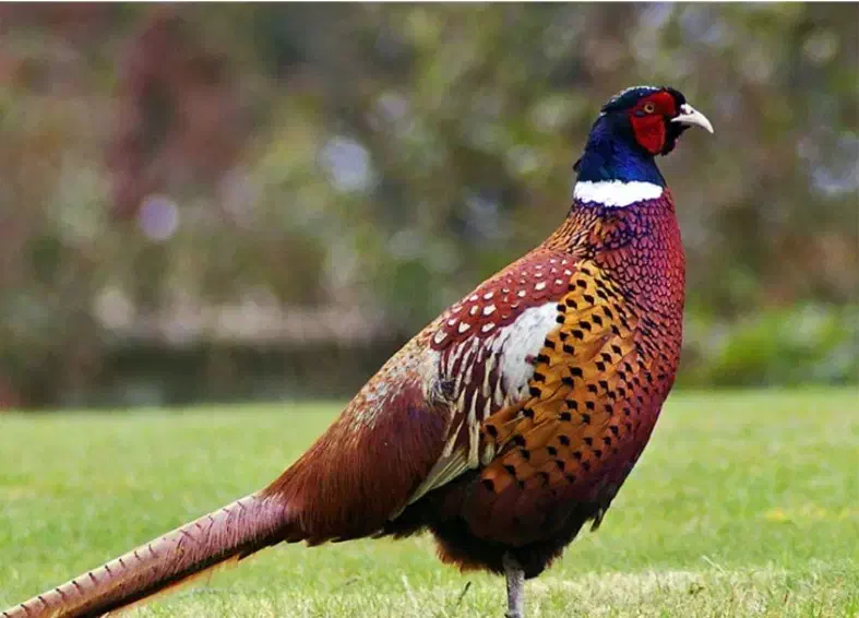 فروشی|پرنده|میبد, |دیوار