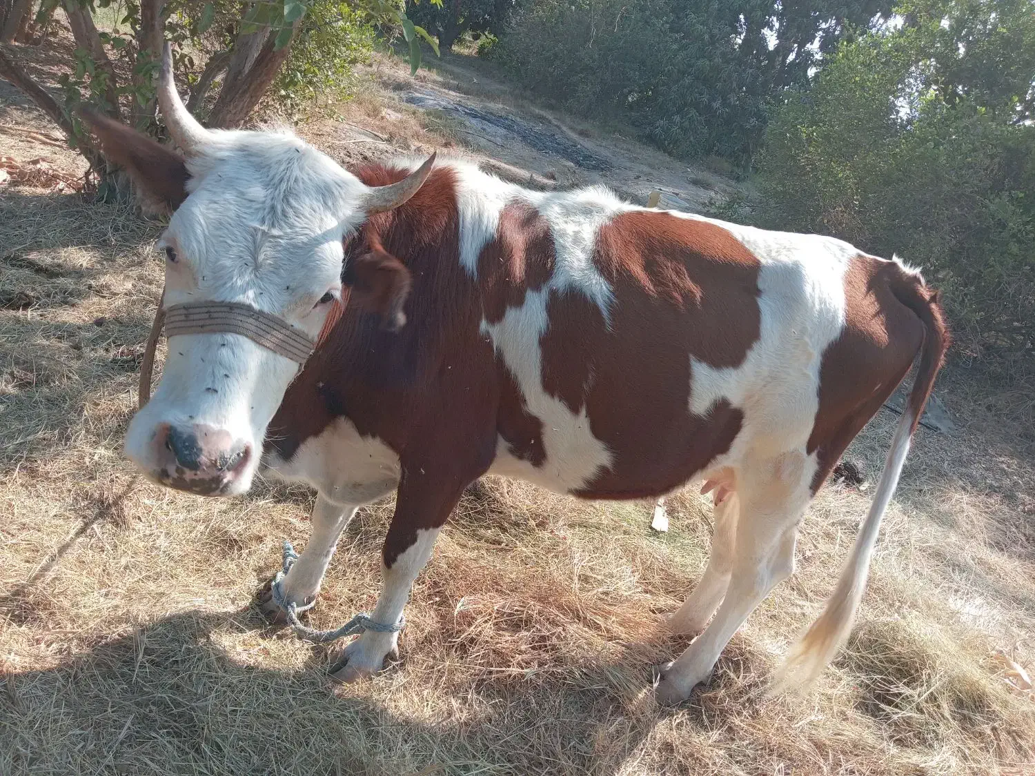 گاو ماده|حیوانات مزرعه|توکهور, |دیوار