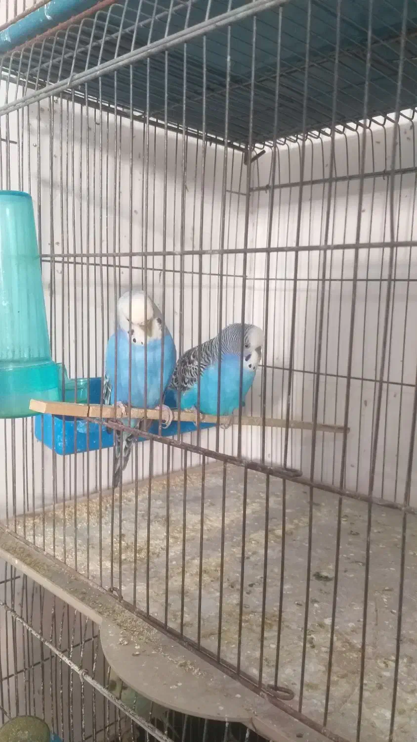 مرغ عشق|پرنده|قشم, |دیوار