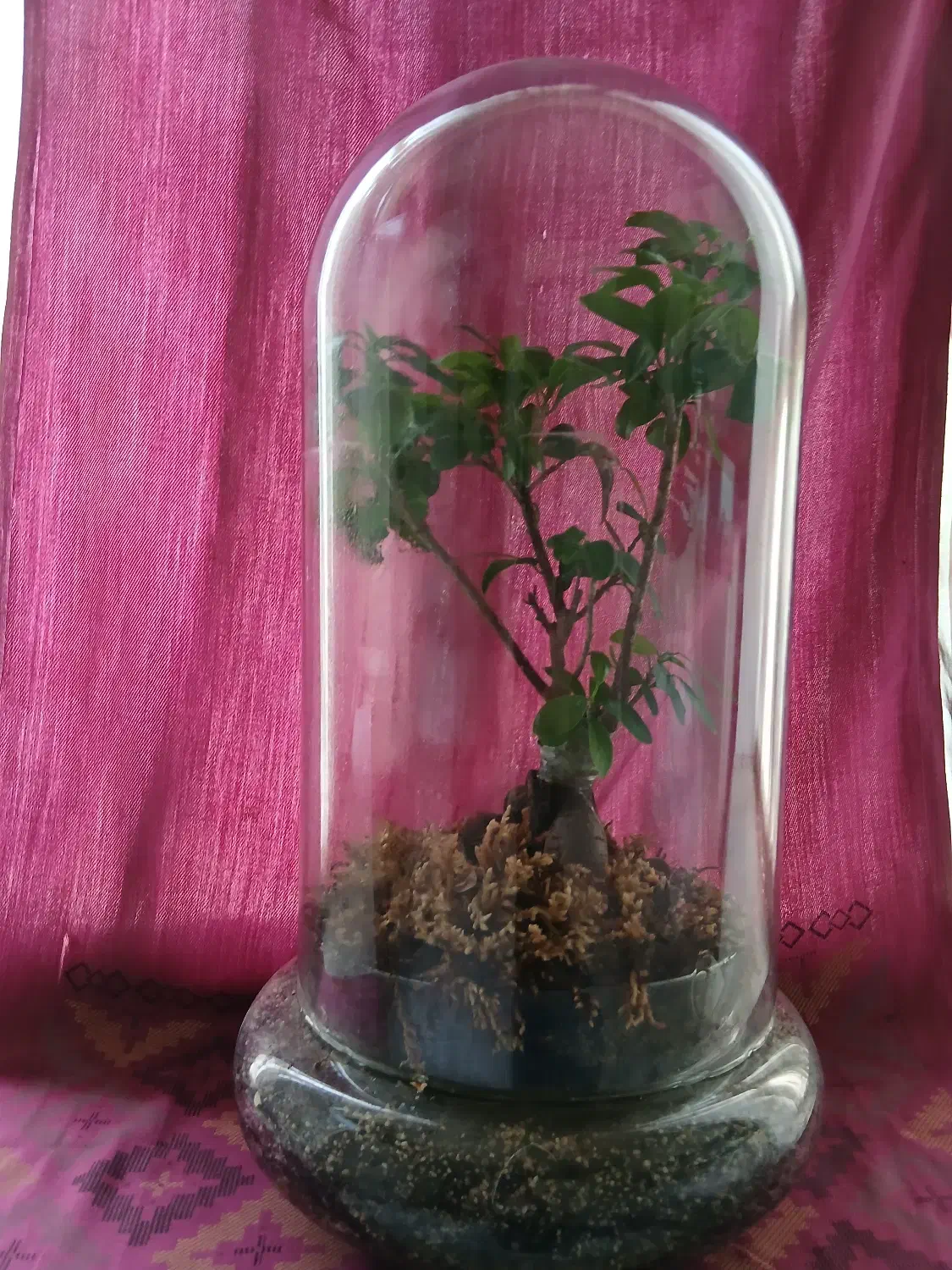 تراریوم بونسای جنسینگ|گل و گیاه طبیعی|تهران, گیشا|دیوار