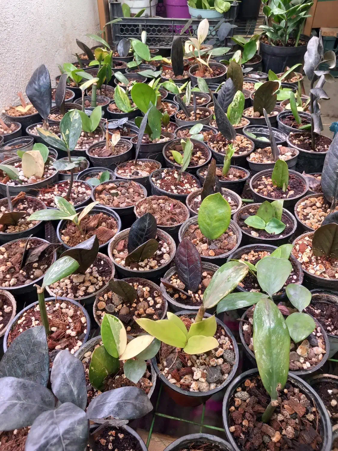 گیاه زامیفولیا ابلغ|گل و گیاه طبیعی|زرند, |دیوار