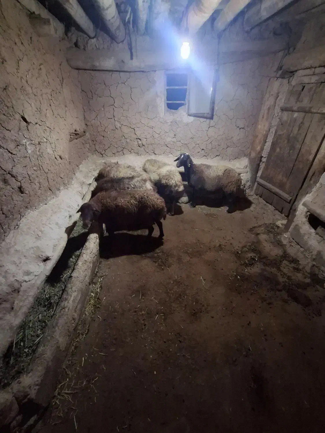 گوسفند ماده|حیوانات مزرعه|ماهنشان, |دیوار