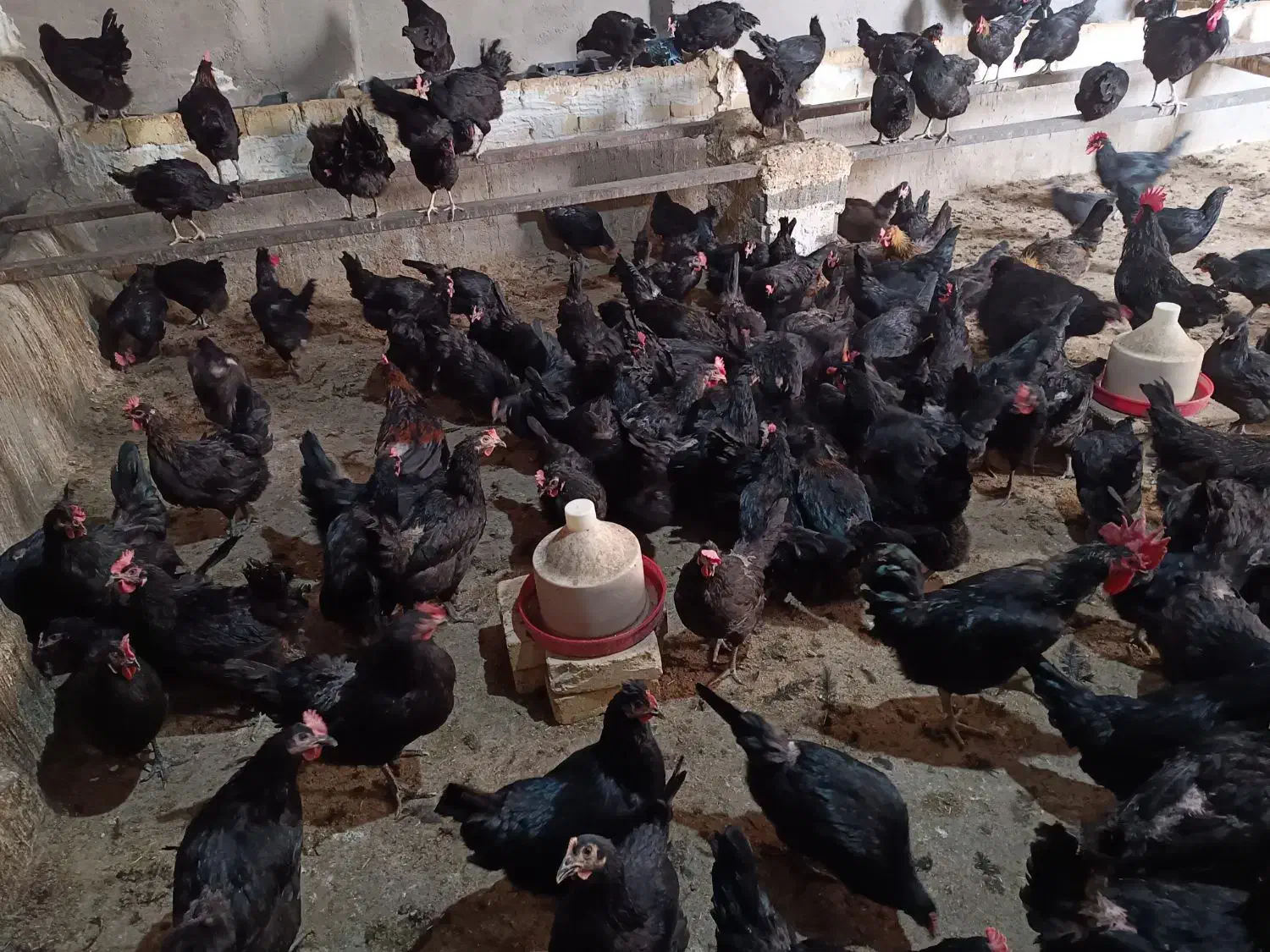 تخم مرغ نطفه دار از مرغ و خروس سیاه|حیوانات مزرعه|تهران, ترمینال جنوب|دیوار