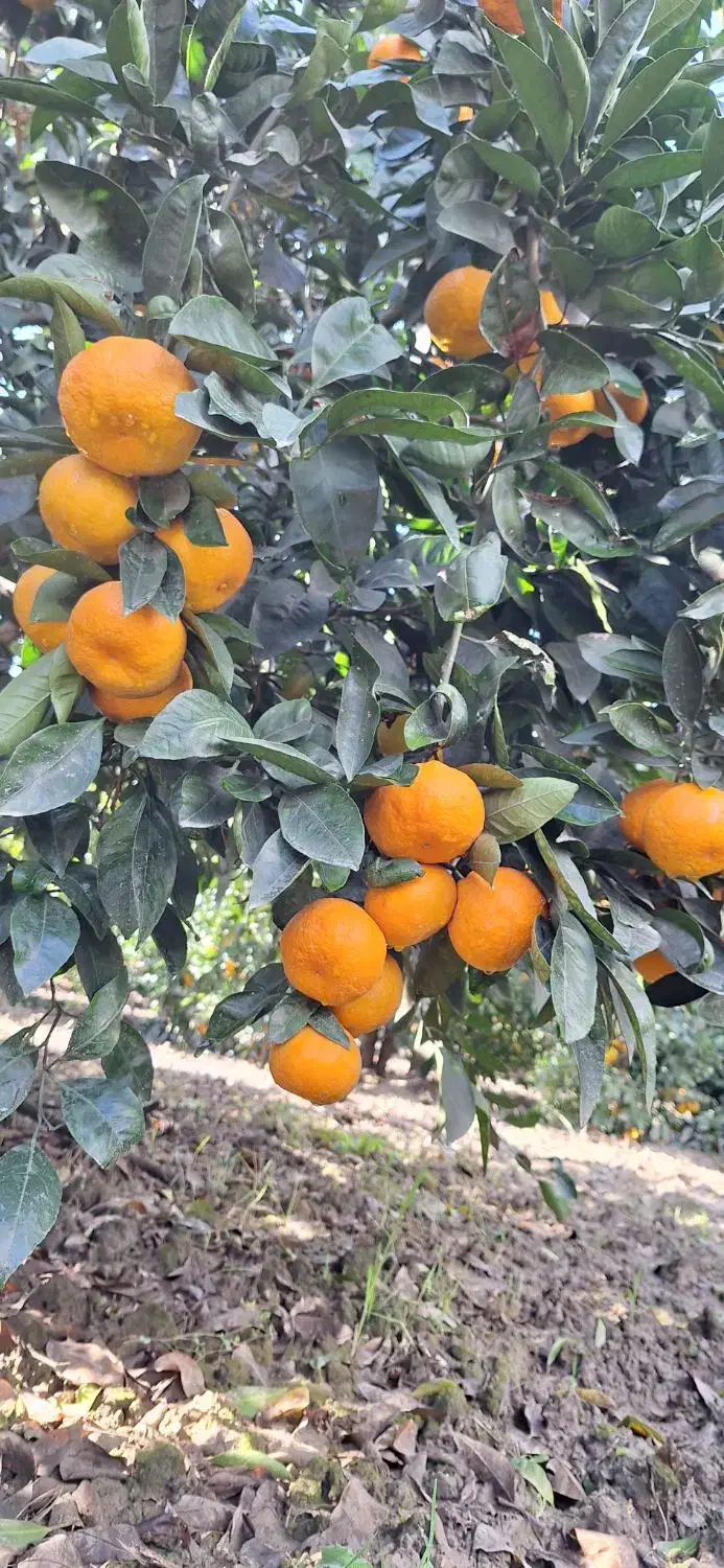 فروش سر درختی باغ پرتقال و نارنگی و پچ|فروش دفتر صنعتی، کشاورزی، تجاری|نوکنده, |دیوار