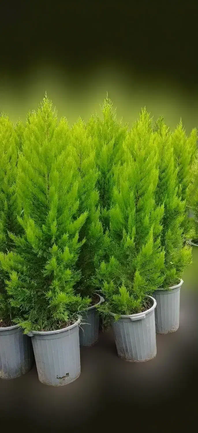 کاج لاوسون (طلایی)|گل و گیاه طبیعی|تنکابن, |دیوار