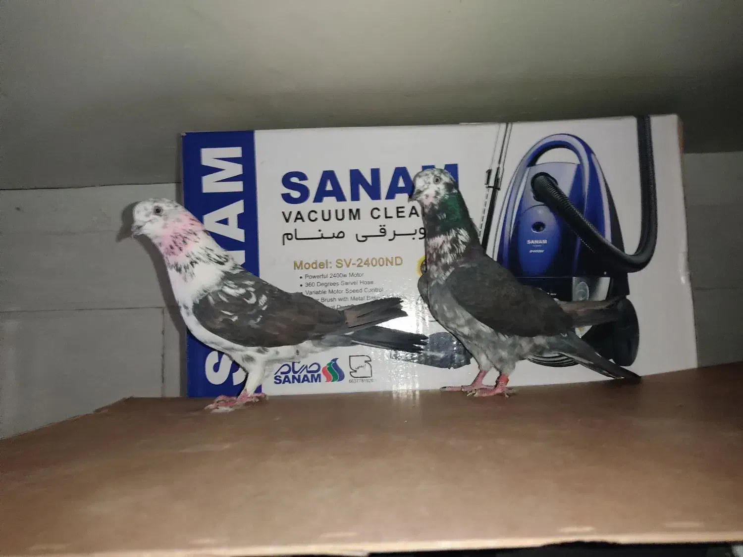 4تا نر تیرماهی|پرنده|قم, زند آباد|دیوار