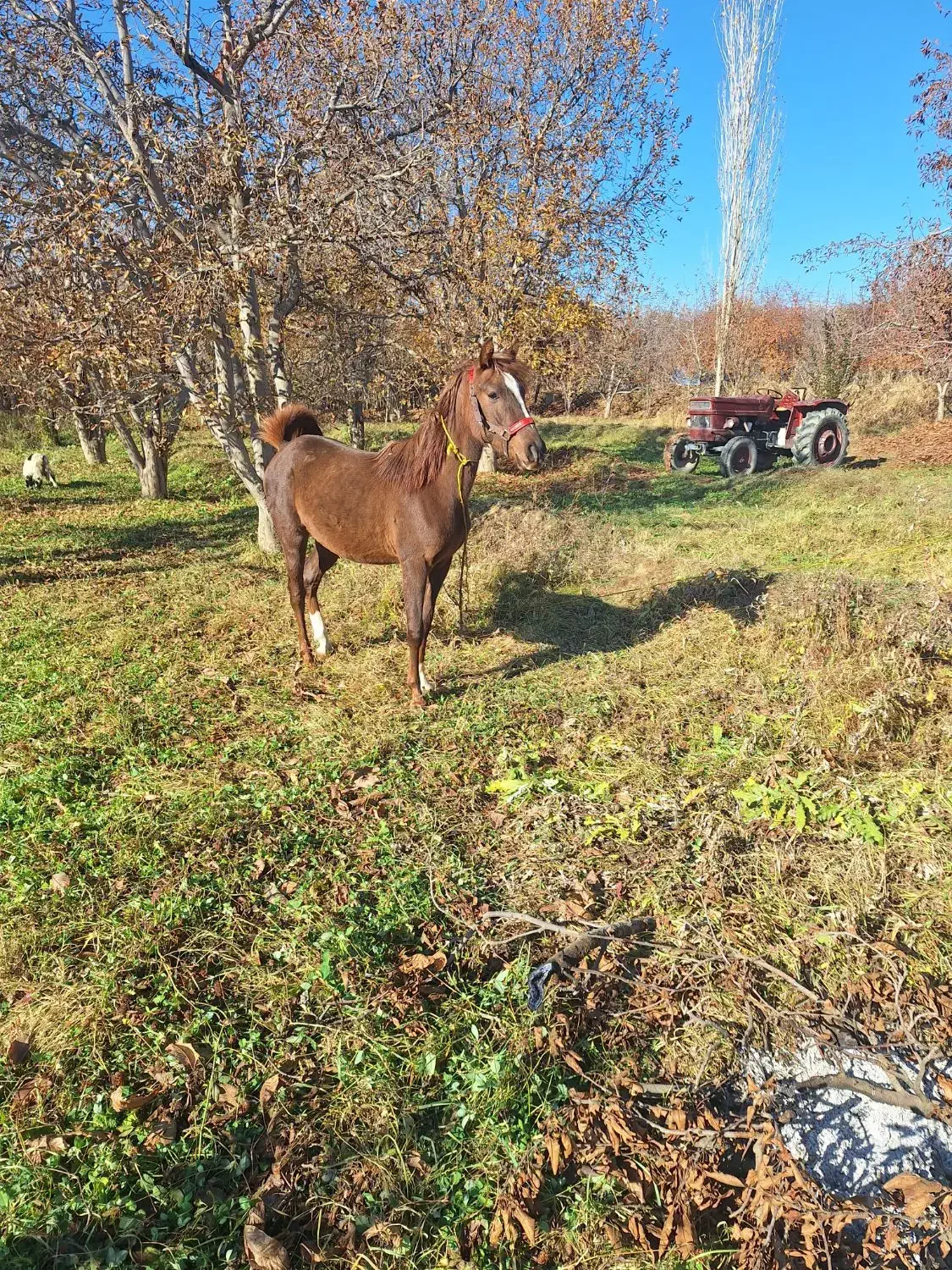 یک اسب آرام 17 ماهه|اسب و تجهیزات اسب‌سواری|سلماس, |دیوار