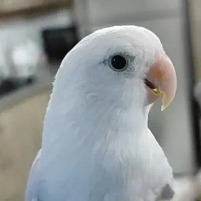 کوتوله  برزیلی|پرنده|بندر انزلی, سی متری|دیوار