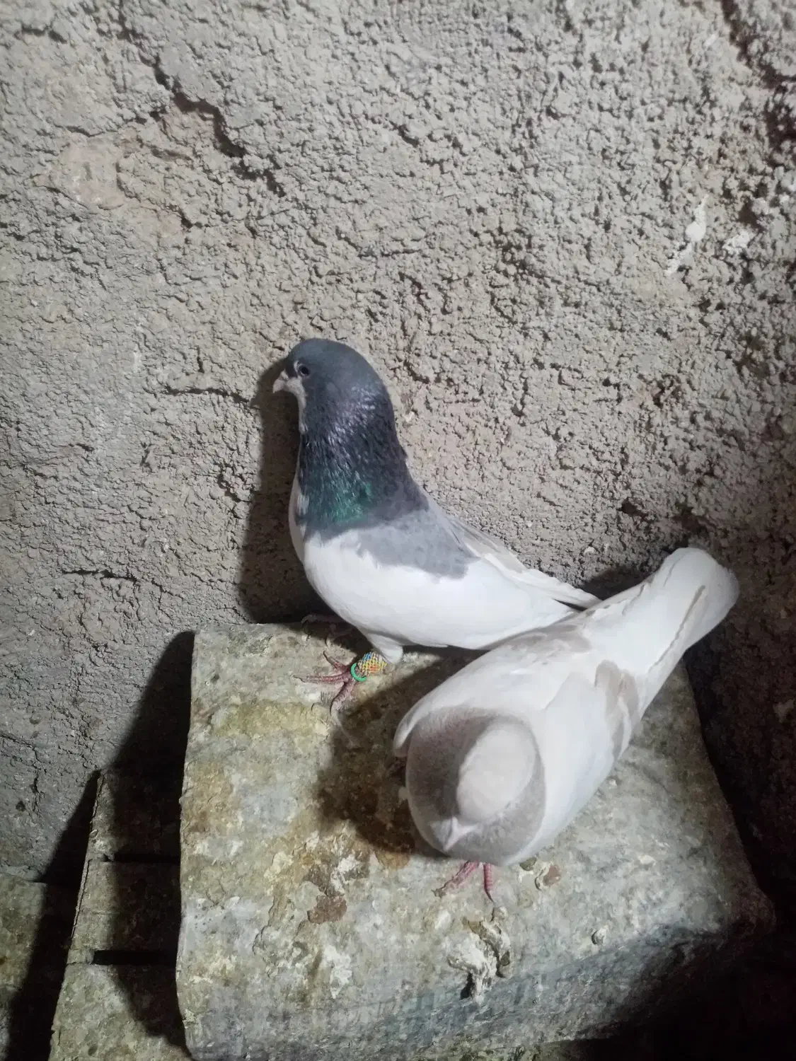 2جفت شهری چپویال بی نقص|پرنده|شیراز, دروازه قران|دیوار