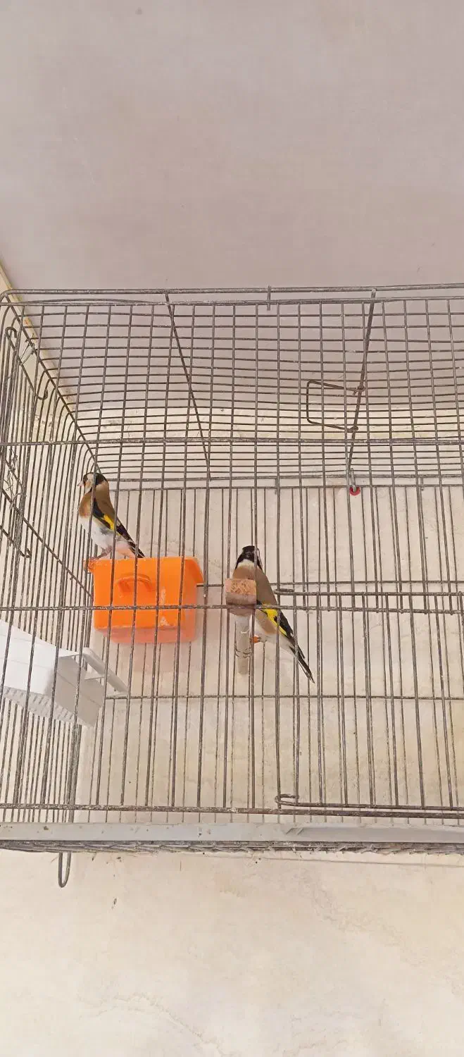 سیره|پرنده|سوسنگرد, |دیوار