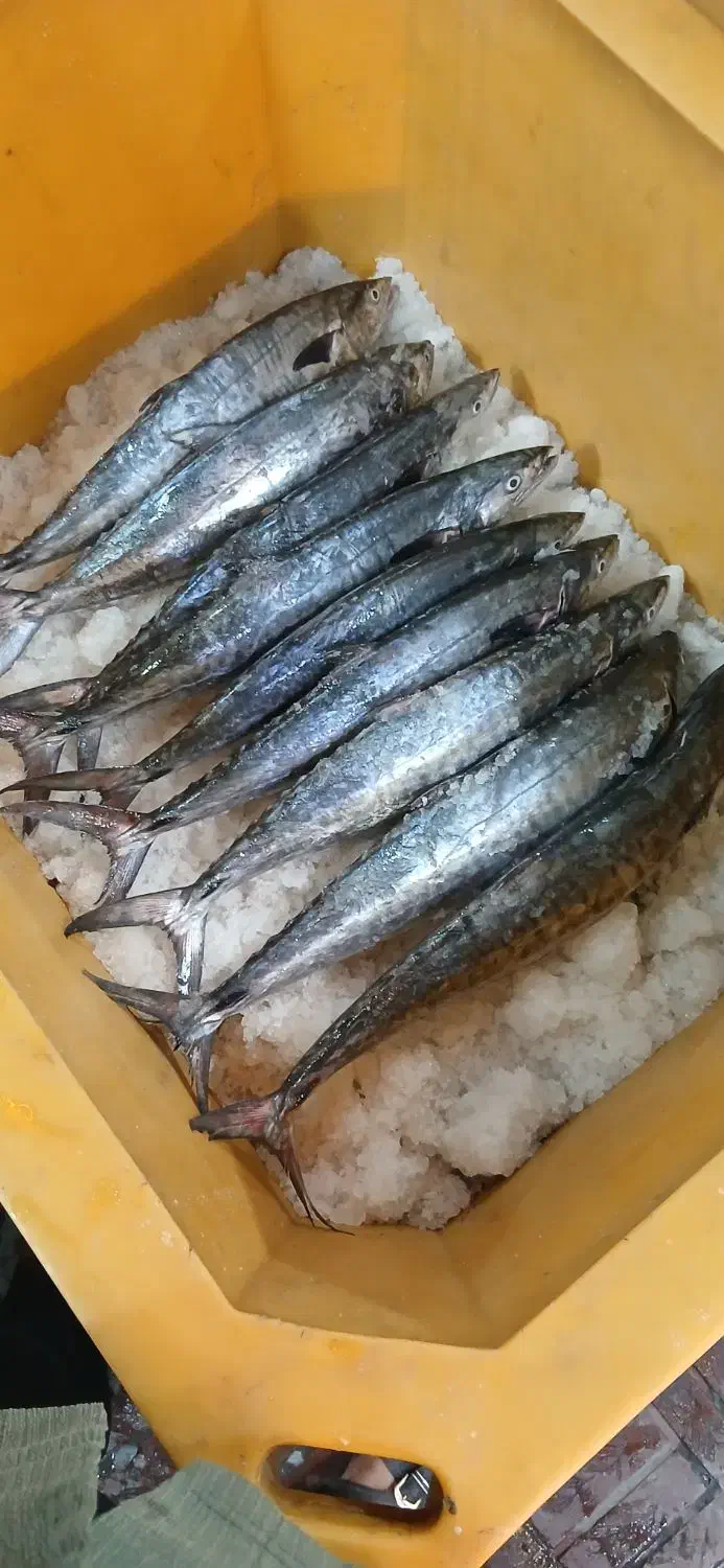 ماهی تازه|ماهی|جهرم, |دیوار