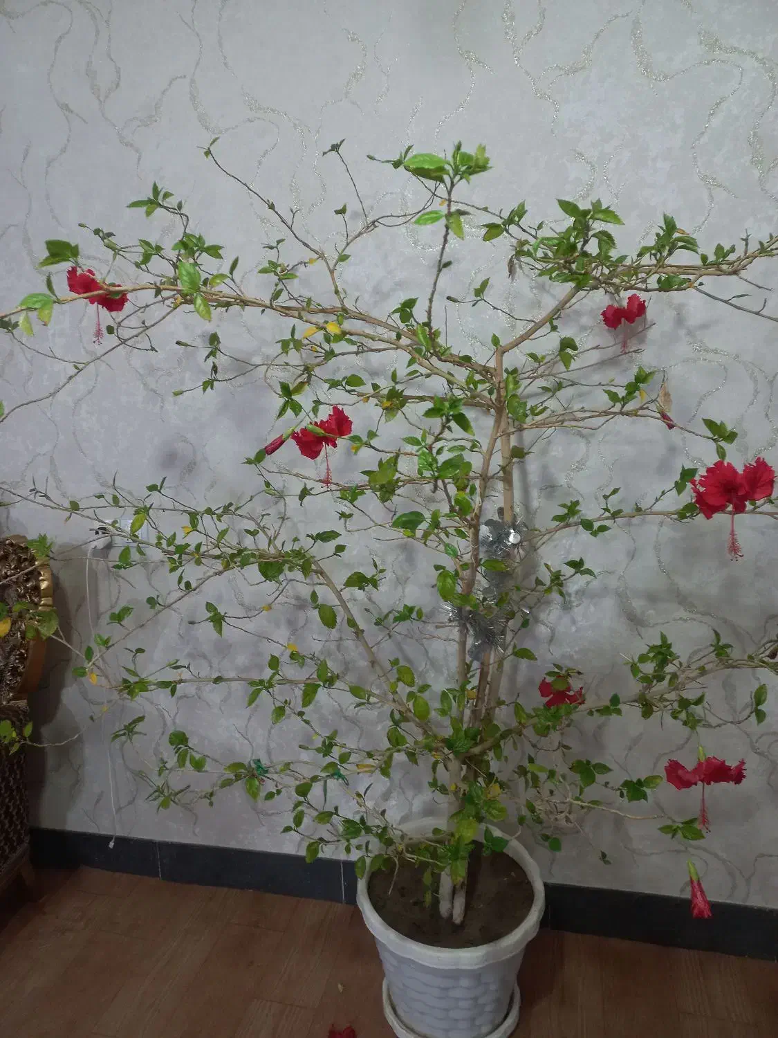 گل ختمی موقعیت قره ضیاءالدین|گل و گیاه طبیعی|قره ضیاالدین, |دیوار