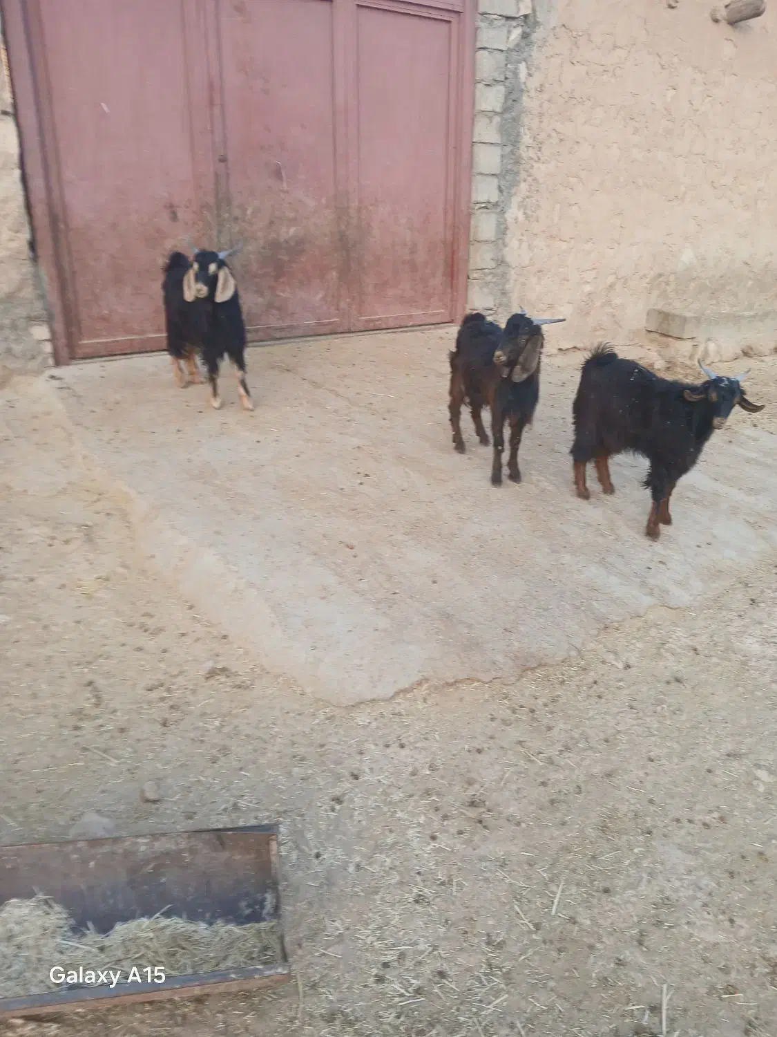 بزغالهنر|حیوانات مزرعه|زاگرس, |دیوار