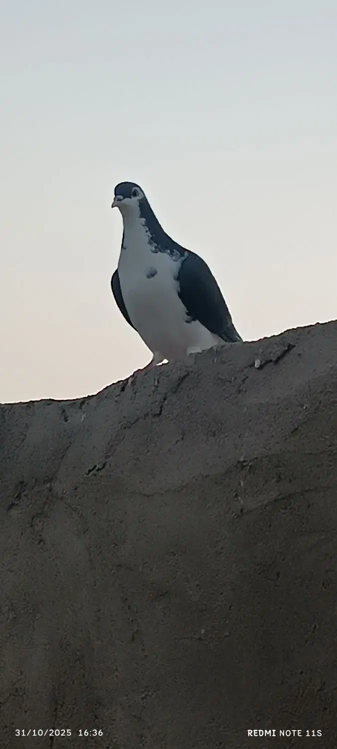 پشتی کاکلی|پرنده|خواف, |دیوار