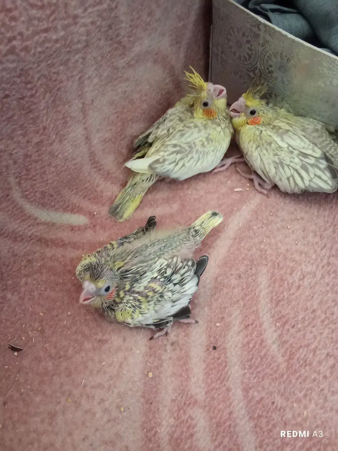 عروس هلندی|پرنده|قم, عمار یاسر|دیوار