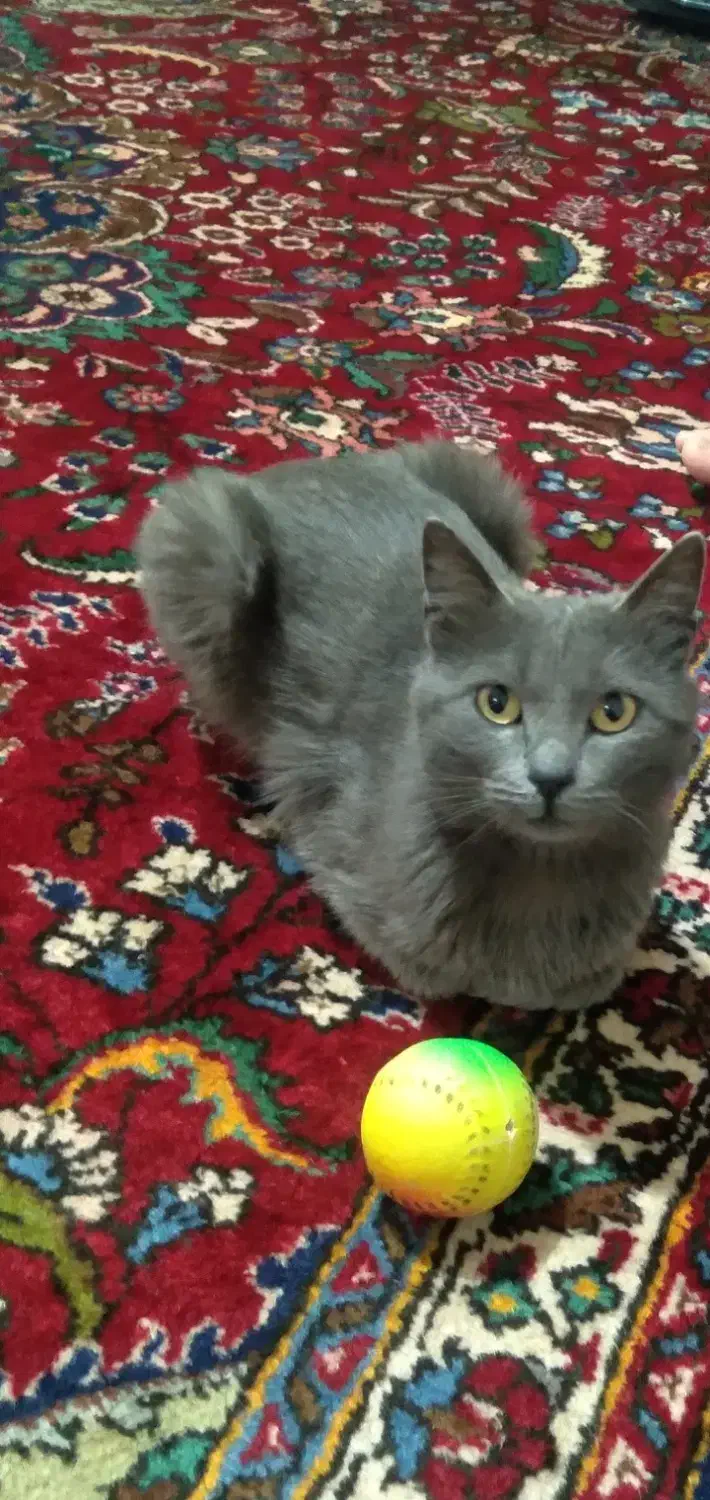 گربه خانگی|گربه|خوی, |دیوار