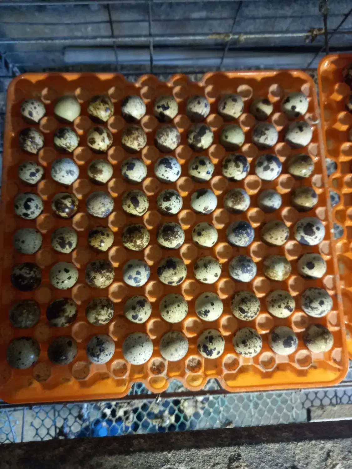 تخم نطفه دار بلدرچین|حیوانات مزرعه|سبزوار, طبرسی (جعفرآباد)|دیوار