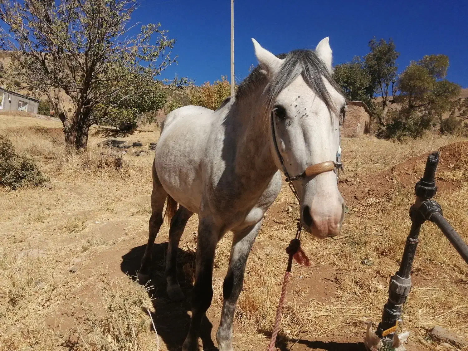 اسب|اسب و تجهیزات اسبسواری|بانه, |دیوار