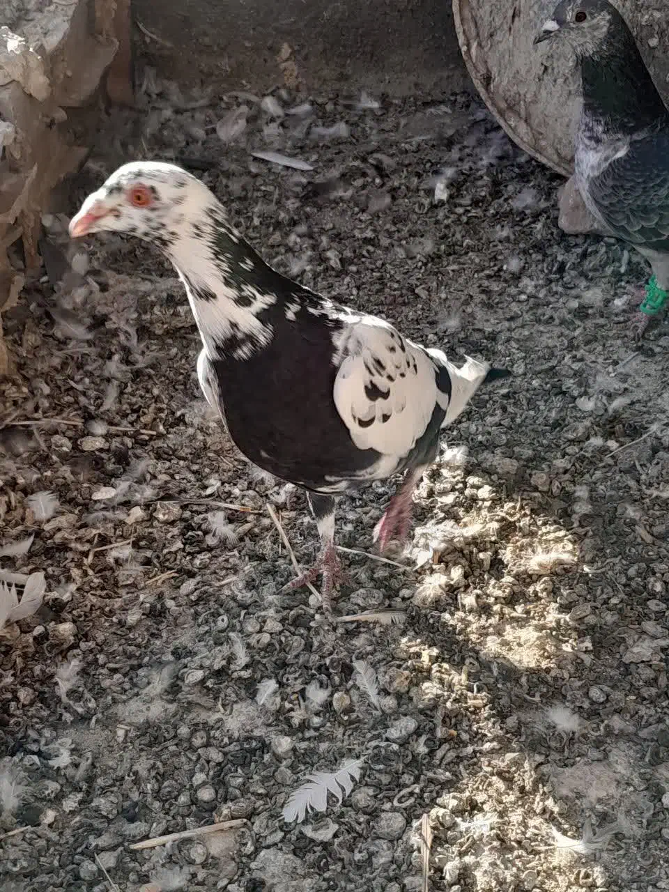 سینه مشهدی|پرنده|کاشمر, |دیوار