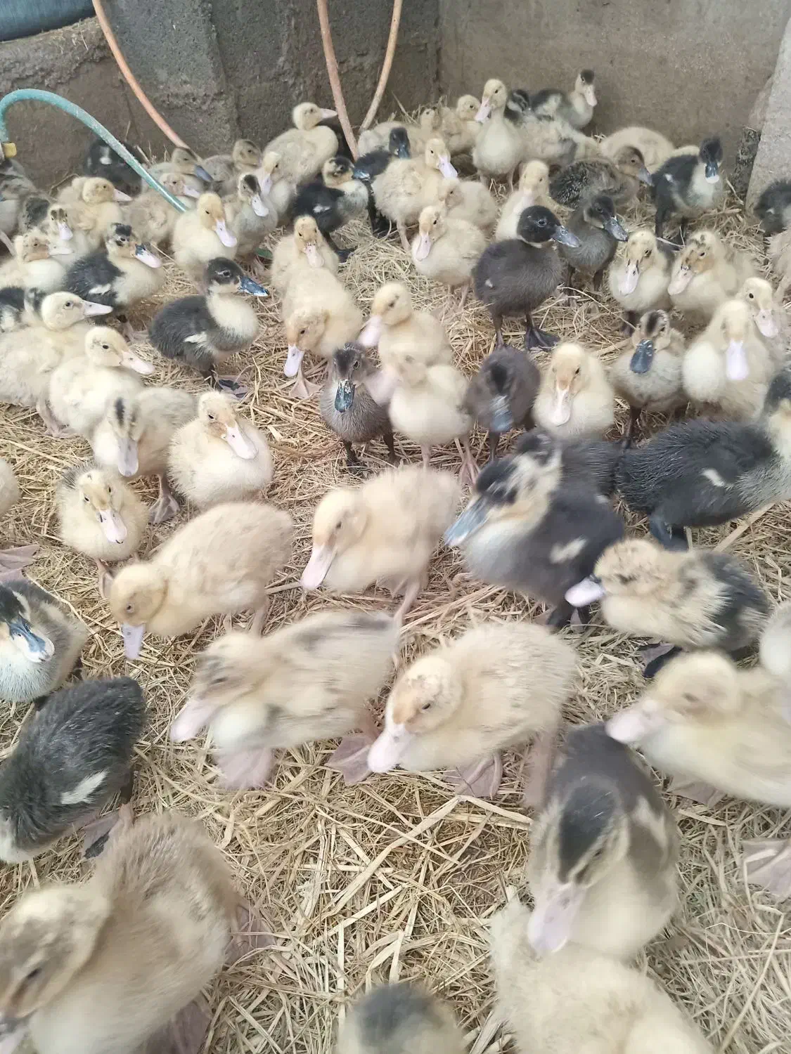 ۱۵۰۰ عدد جوجه اردک پکنی درجه ۱|حیوانات مزرعه|تولم شهر, |دیوار